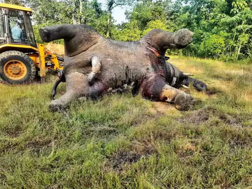 शिकारियों के लगाए बिजली के तार से चिपककर हाथी की हो गई मौत 79 शिकारियों के लगाए बिजली के तार से चिपककर हाथी की हो गई मौत October 6, 2026