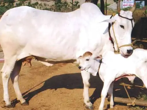 14 फरवरी को काउ हग डे मनाएं,एनिमल वेलफेयर बोर्ड ने कहा- गाय को गले लगाने से खुशी मिलेगी... 55 14 फरवरी को काउ हग डे मनाएं,एनिमल वेलफेयर बोर्ड ने कहा- गाय को गले लगाने से खुशी मिलेगी... October 6, 2026