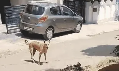 भोपाल में खूंखार हो रहे कुत्ते, 70 डॉग बाइट केस:एक्सपर्ट बोले-गर्मी से बढ़ा आवारा कुत्तों का गुस्सा.. October 7, 2026