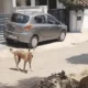 भोपाल में खूंखार हो रहे कुत्ते, 70 डॉग बाइट केस:एक्सपर्ट बोले-गर्मी से बढ़ा आवारा कुत्तों का गुस्सा.. October 7, 2026