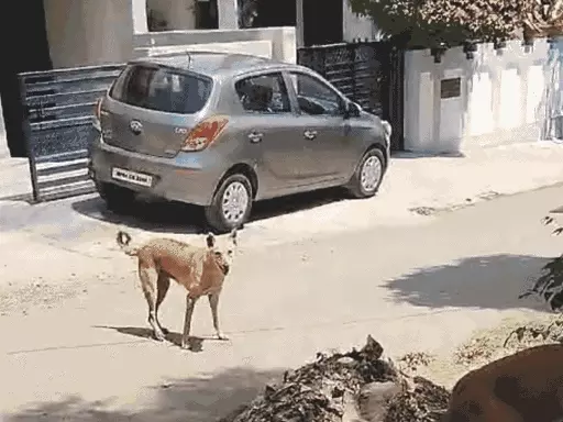 भोपाल में खूंखार हो रहे कुत्ते, 70 डॉग बाइट केस:एक्सपर्ट बोले-गर्मी से बढ़ा आवारा कुत्तों का गुस्सा.. October 7, 2026