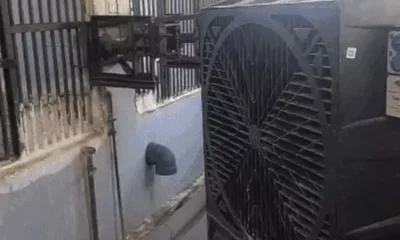 जयपुर में जानवरों के लिए कूलर लगाए, आइसक्रीम खिलाई,गर्मी से राहत के लिए हवामहल में AC रूम बनाया, आज ऑरेंज अलर्ट October 18, 2026