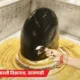 सावन में घर बैठे महाकाल और काशी विश्वनाथ का अभिषेक:मोबाइल पर ही दर्शन कर जल, पंचामृत, बिल्व पत्र और प्रसाद चढ़ाएं,आरती भी करें October 18, 2026