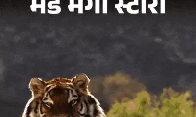 मंडे मेगा स्टोरी-बाघिन से मिलने 150 किलोमीटर दूर पहुंचा बाघ,मां-बाप को हराकर छीनते हैं टेरिटरी; वर्ल्ड टाइगर डे पर बाघों की रोमांचक दुनिया October 18, 2026