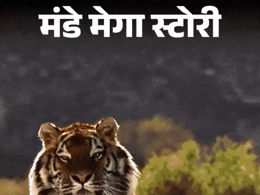 मंडे मेगा स्टोरी-बाघिन से मिलने 150 किलोमीटर दूर पहुंचा बाघ,मां-बाप को हराकर छीनते हैं टेरिटरी; वर्ल्ड टाइगर डे पर बाघों की रोमांचक दुनिया October 19, 2026