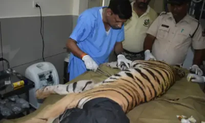 वन विहार में दूसरे बाघ शावक की भी मौत,2 दिन में दो शावकों ने दम तोड़ा; 16 दिन पहले मिडघाट बुधनी से रेस्क्यू किए थे October 18, 2026