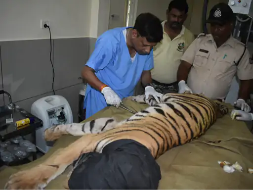 वन विहार में दूसरे बाघ शावक की भी मौत,2 दिन में दो शावकों ने दम तोड़ा; 16 दिन पहले मिडघाट बुधनी से रेस्क्यू किए थे October 18, 2026