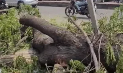 प्रभात चौराहे पर थ्री टियर ट्रैफिक, पेड़ों की कटाई शुरू,भोपाल में बनेगा डबल डेकर फ्लाईओवर ब्रिज; 9 महीने में तैयार होगा October 18, 2026