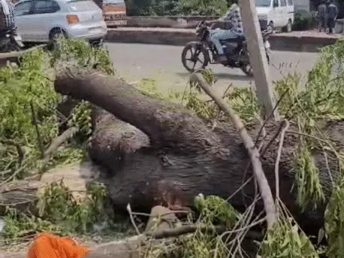 प्रभात चौराहे पर थ्री टियर ट्रैफिक, पेड़ों की कटाई शुरू,भोपाल में बनेगा डबल डेकर फ्लाईओवर ब्रिज; 9 महीने में तैयार होगा October 18, 2026